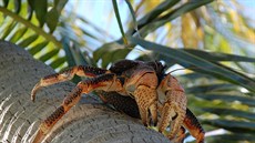 Z natáení filmu Aldabra