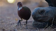 Záb�r z p�ipravovaného Lichtagova snímku Aldabra