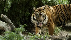 TYGR. Dvanáctiletý sumaterský tygr Kavi se plíží svým územím ve Smithsonovské...