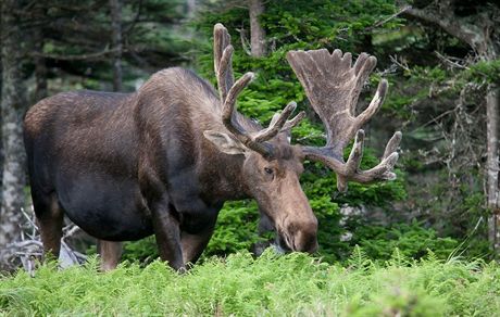 Losu evropskmu (Alces alces) hroz u ns vyhuben.