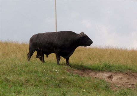Ukradeného býka si majitelé cení na 124 tisíc korun. Ilustraní snímek