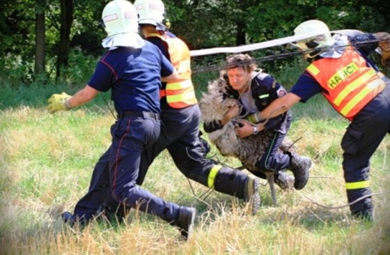 Odchyt ptrosa u Petvaldu. Hasii nahánjí ptáka s volejbalovou sítí. (11....