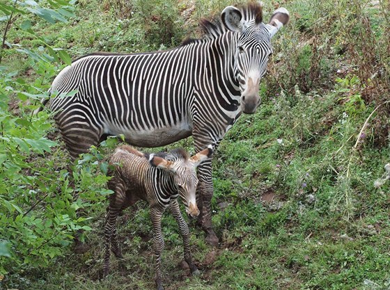 Návtvníci sledovali první kroky híbte zebry.