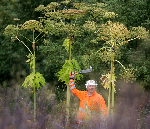 Seká bolevníku Martin Klepal ve tvrtek likvidoval plevel v Sítinách u...