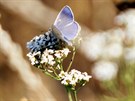 Modrásek jehlicový, jeden z naich bných druh motýl, sedá na ebíek...