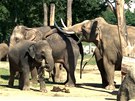První dny sloního samce Mekonga se stádem