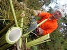 Sek bolevnku Martin Klepal ve tvrtek likvidoval plevel v Stinch u...