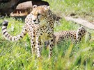 V plzeské zoo poktili gepardy súdánské - Khalida a Rayana. 