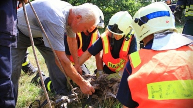 Odchyt ptrosa u Petvaldu. Hasim se ptka podailo lapit do volejbalov st. Nsledn ho museli svzat kvli pevozu. (11. srpna 2013)