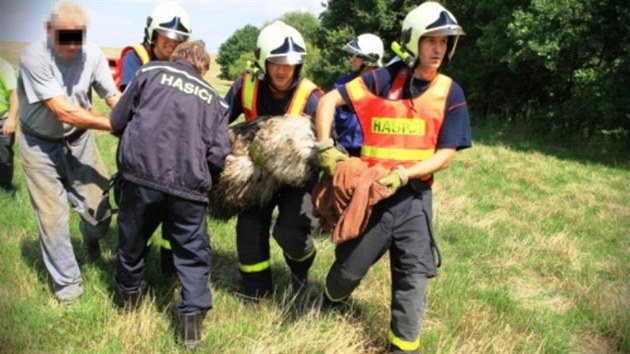 Odchyt ptrosa u Petvaldu. Hasim se ptka podailo lapit do volejbalov st. Nsledn ho museli svzat kvli pevozu. (11. srpna 2013)