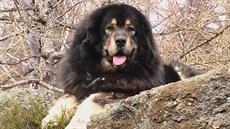P�tiletá fena Dolma Zangao v barv� �erná s pálením. Psi bývají v�t�í a opravdu...