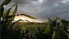 V kuku�ici - Trhov; �t�pánov
