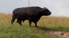 Hasii krom práce s vyzvednutím mrtvého zvíete museli dávat pozor i na býka z