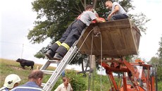 Hasii krom práce s vyzvednutím mrtvého zvíete museli dávat pozor i na býka z