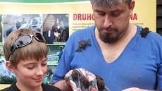 Nálety netopýr trápí v lét byty mnoha Plzean.