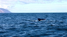 Pi výprav za velrybami máte na Islandu tém stoprocentní anci, e pár