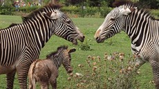 Práv narozené mlád zebry Grévyho. Matka jej chránila ped ostatními leny