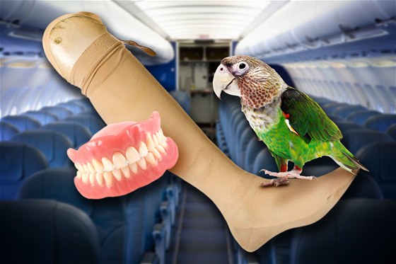 Zubní náhrada, protéza nebo papouek. To jsou píklady zapomenutých vcí v