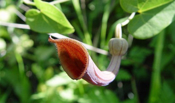 Květ podražce jepičího (Aristolochia baetica). Používal se mimo jiné i pro...