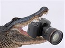 Mladý fotograf z Floridy si z nočního fotografování aligátorů odnesl důležitou...