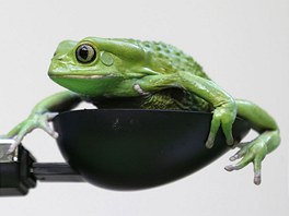 MĚŘENÍ. Jihoamerická žába listovnice zručná je zachycena na měřicím přístroji,...