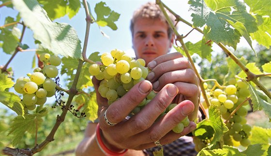 Sklepmistr vinaství Sádek Tomá Rygl kontroluje hrozny ped sklizní. Koncem...