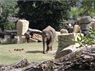 Sloni patí mezi miláky praské zoo dlouhé desítky let.