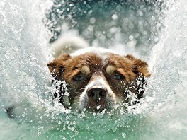 SKOK. Pes skáe do bazénu pi souti ps v potápní. Ta se koná v rámci...