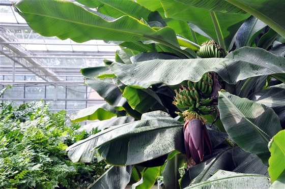 Kvetoucí banánovník v produkní zahrad Praského hradu.