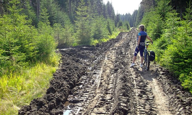 Lesy ČR budou potřebovat na obnovu cest a zalesňování padesát miliard