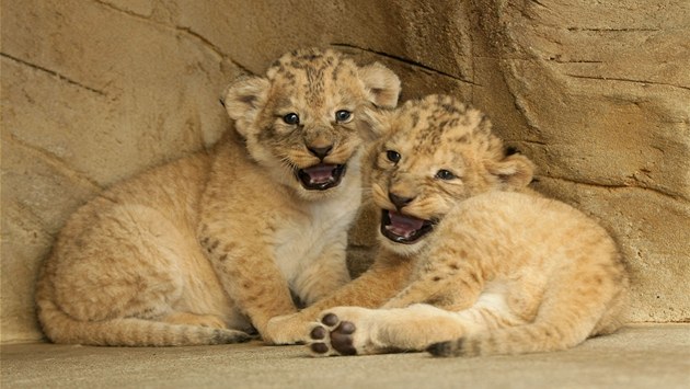 Nov narozená lvíata vzácného lva berberského v zoo na Svatém Kopeku u