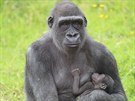 Matka mládte Kwanza picestovala do Zoo v Belfastu v roce 2011 z francouzské...