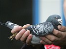 Chovatel holub Milo Nevrkla s nejstarím holubem v eské republice. Sonix se...