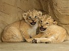 Nov narozená lvíata vzácného lva berberského v zoo na Svatém Kopeku u