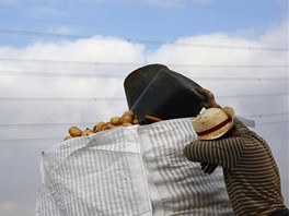 A Moroccan day labourer wipes sweat from his brow as he pours potatoes into a...