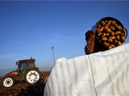 A day labourer pours potatoes into a sack during the harvest in a field...