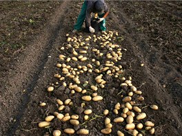 Day labourer Jorge Ibanez, 20, harvests potatoes in the southern Spanish region...