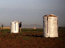 Farm worker Mustapha El-Mezroui closes a sack filled with potatoes during the...