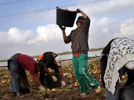 Labourer Jorge Ibanez, 20, (C) harvests potatoes, working with a group of day...