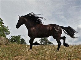 Tsjerry fun Henswoude. Tak se jmenuje klisna z Ptáova, která se ucházela o...