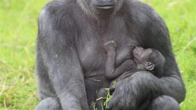 Matka mldte Kwanza picestovala do Zoo v Belfastu v roce 2011 z francouzsk zoo La Vale des Sanges.
