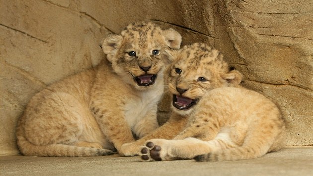Nově narozená lvíčata vzácného lva berberského v zoo na Svatém Kopečku u Olomouce.