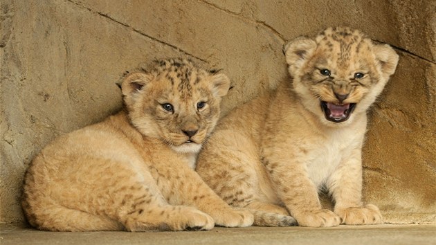 Nov narozen lvata vzcnho lva berberskho v zoo na Svatm Kopeku u Olomouce.
