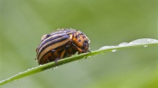 Mandelinka bramborová. Ilustra�ní foto