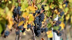 Vinobraní v Bavorech u Mikulova (íjen 2012)