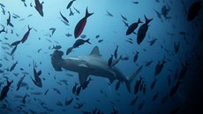 NA HRANĚ TMY. Žralok kladivoun poklidně proplouvá oceánem u pobřeží Galapág.