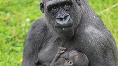 V Zoo Belfast se narodilo (3. srpna 2013) gorilí mlád po 16 letech. 