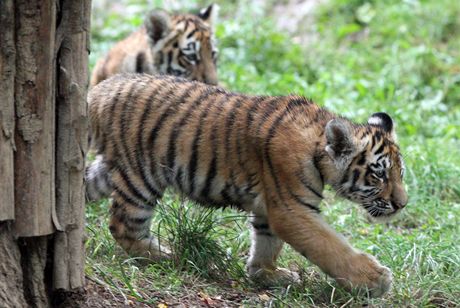 Koata tygra ussurijskho se ve zlnsk zoo narodila na konci kvtna.