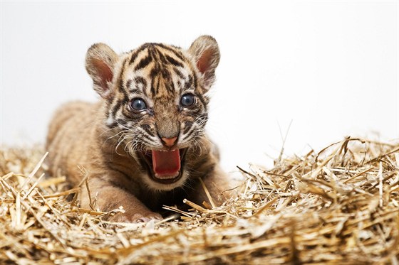 Tyg�ík u� má �ty�i kilogramy a p�kn� pije. U� mu narostly i zuby.