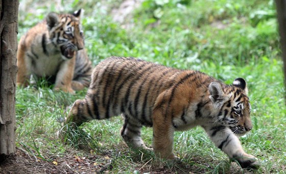 Koata se narodila na konci kvtna ve zlínské zoo, chovatelé nevdli, e je